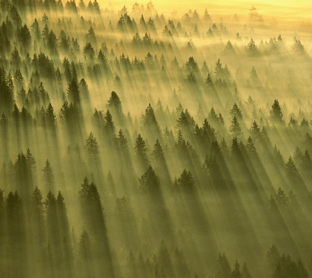 Photogrid - fogtrees