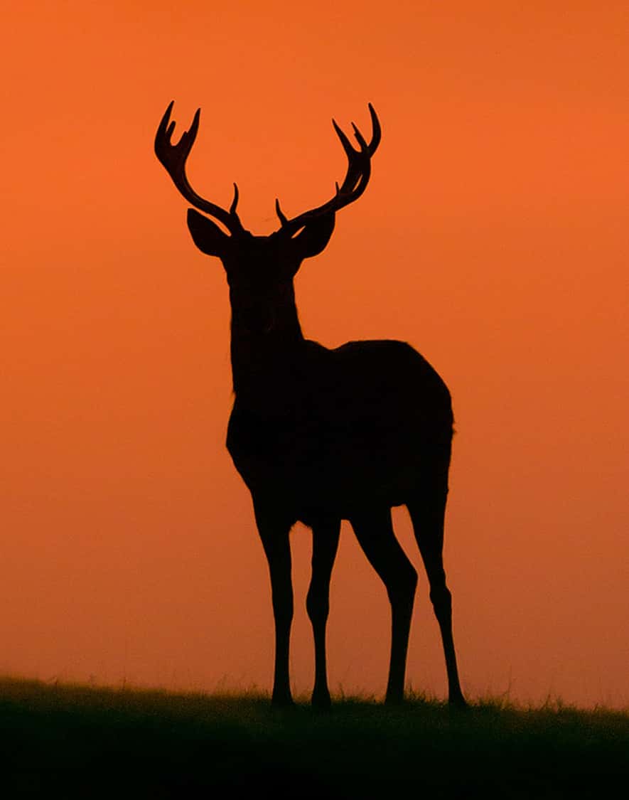 Photogrid - deer