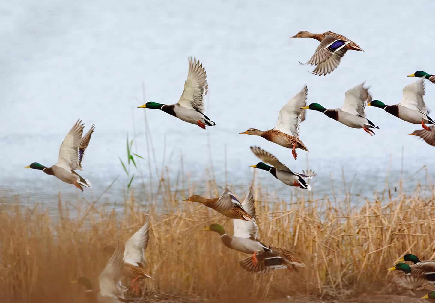 Photogrid - ducks