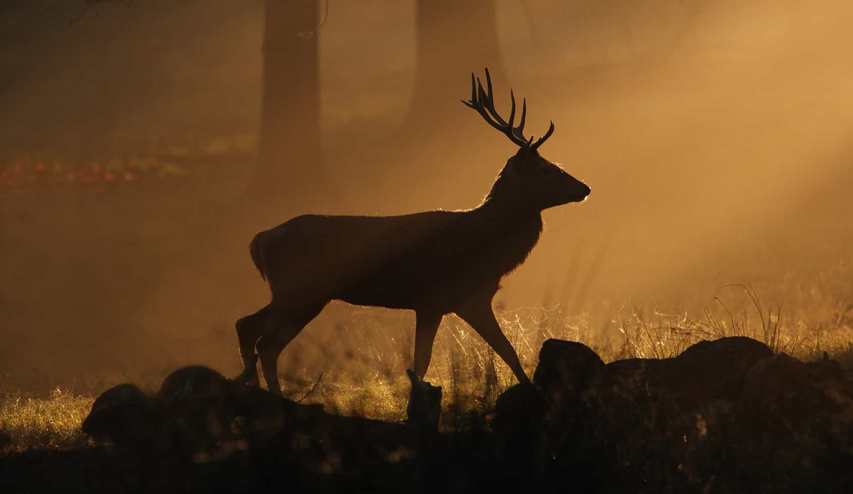 Photogrid - elk