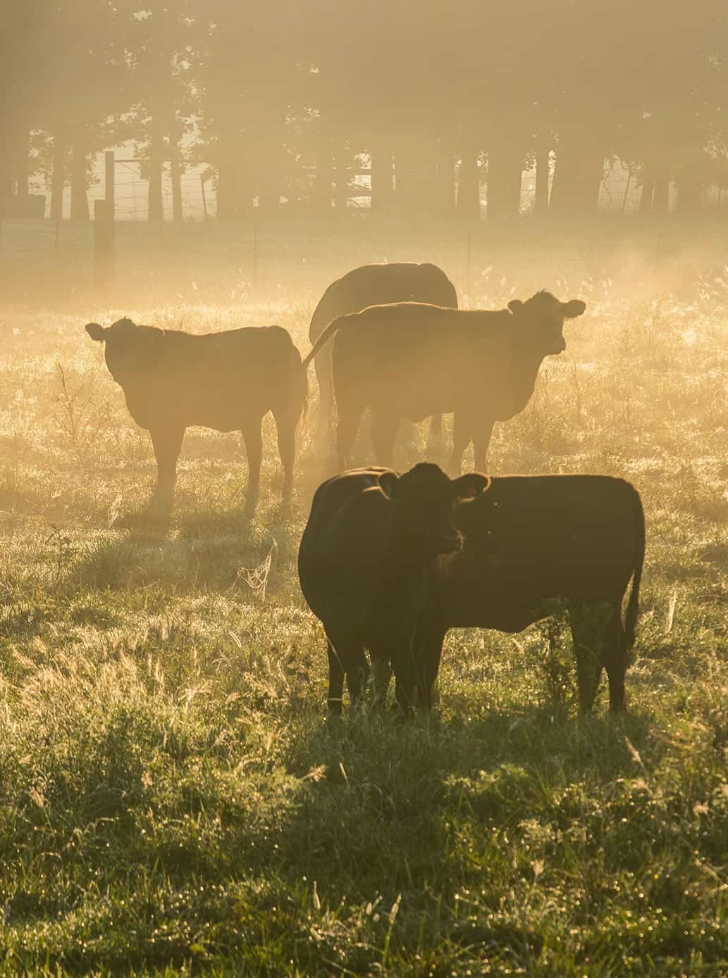 Photogrid - cattle