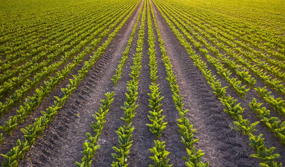 Photogrid - crops