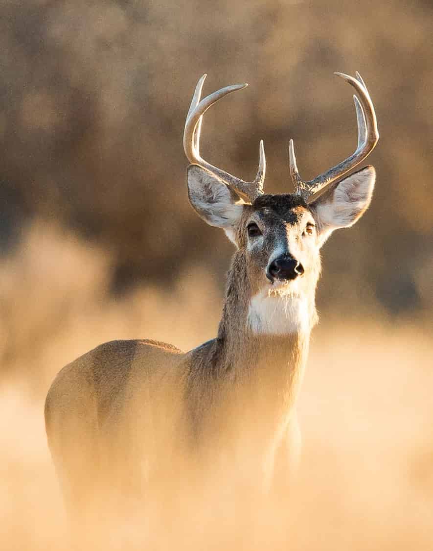 Photogrid - deerbright