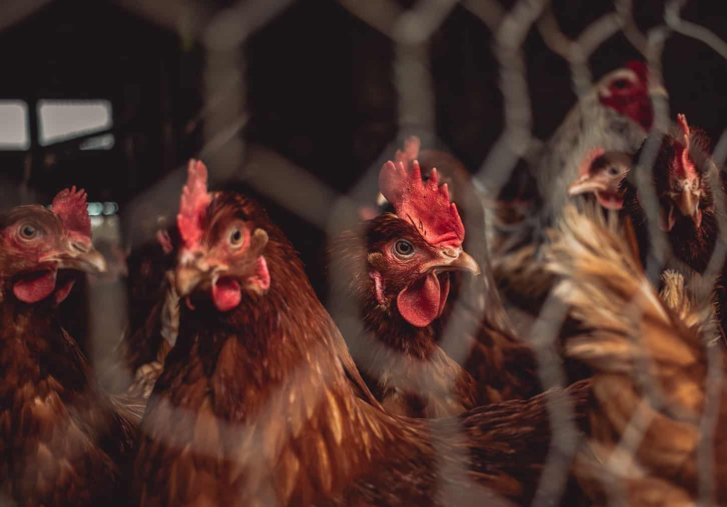 Photogrid - chickens