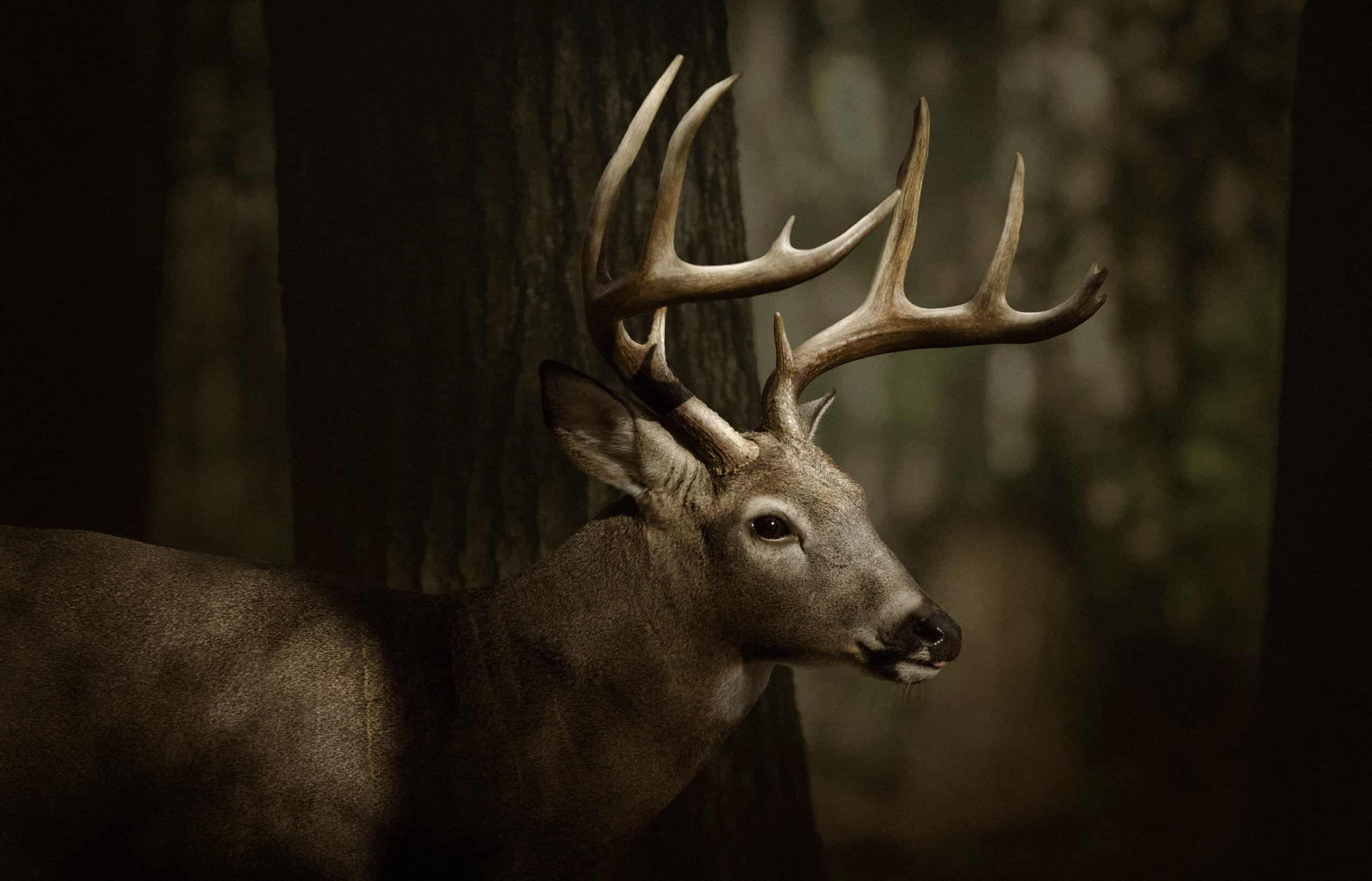 Whitetail