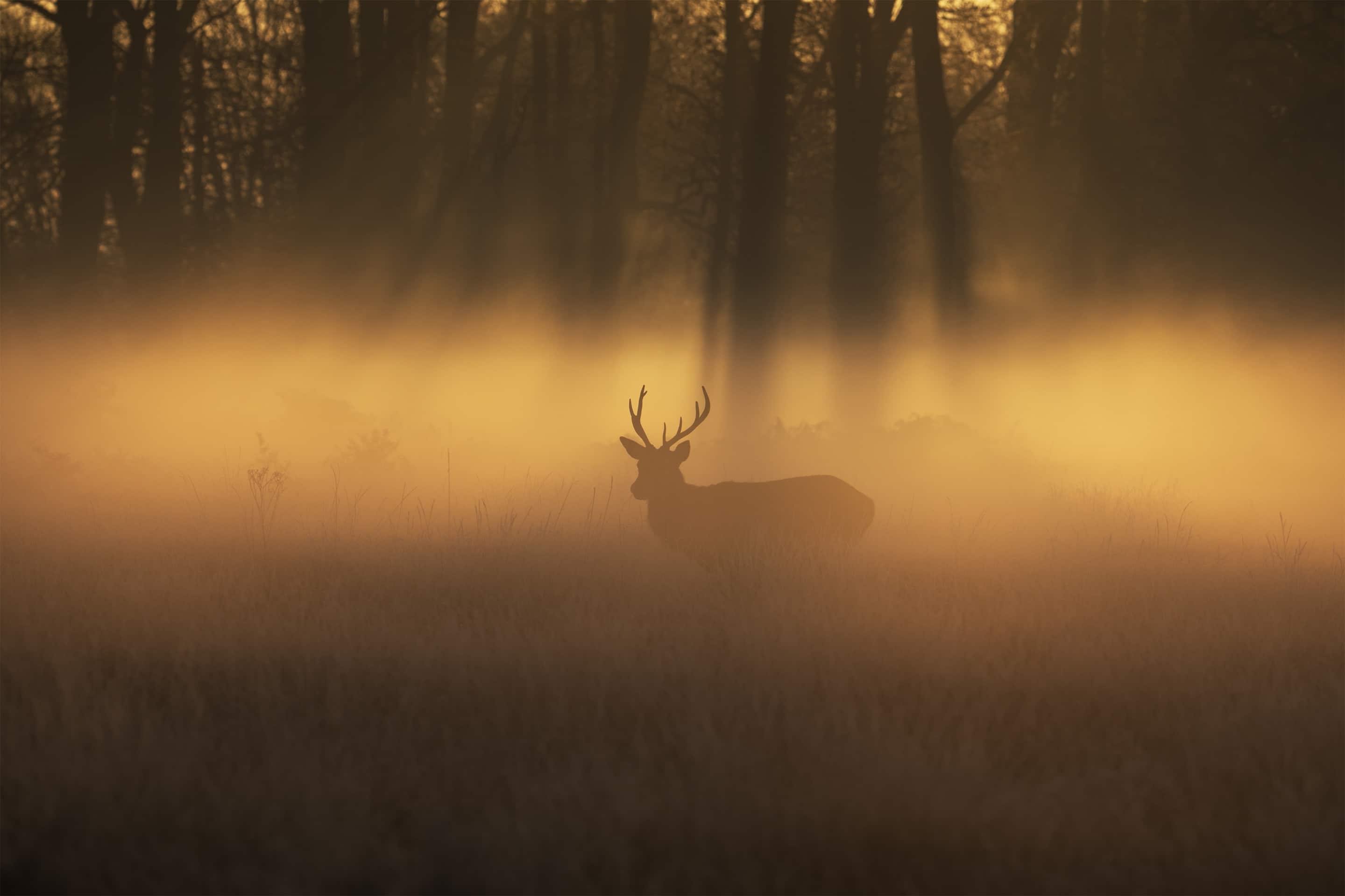 Whitetail Image of Deer in the Early Morning Fog