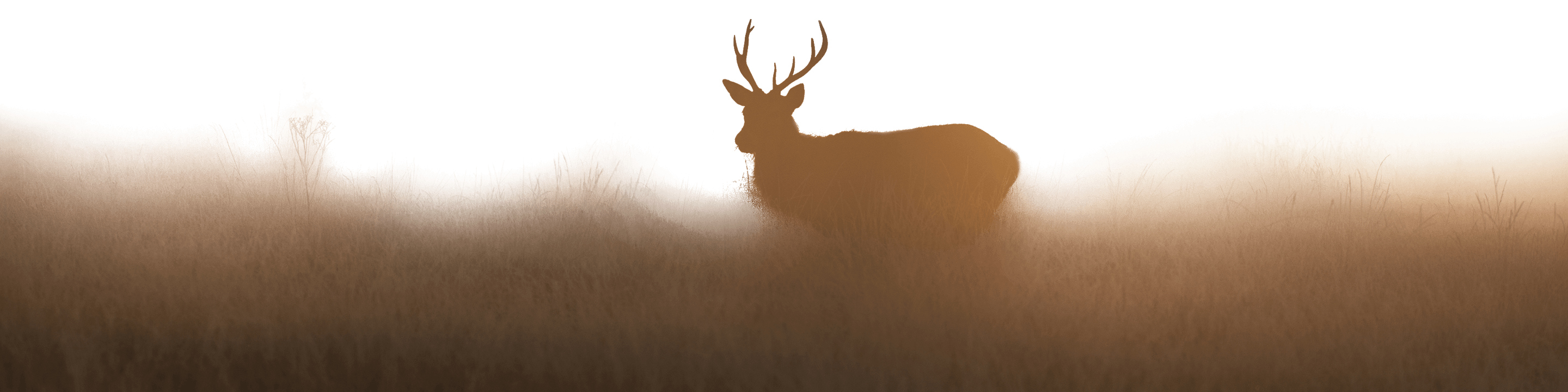 Whitetail Image of Deer